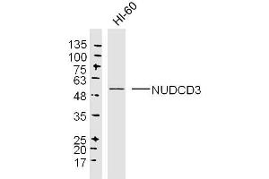 HL60 lysates probed with NUDCD3 Polyclonal Antibody, Unconjugated  at 1:300 dilution and 4˚C overnight incubation.