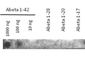 Western Blotting (WB) image for anti-Amyloid beta 1-42 (Abeta 1-42) antibody (ABIN334634) (Abeta 1-42 antibody)