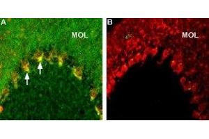 Expression of Caspr2 in rat cerebellum - Immunohistochemical staining of rat brain frozen sections using Anti-Caspr2 Antibody (ABIN7043084, ABIN7045145 and ABIN7045146), (1:200), (green). (CNTNAP2 antibody  (C-Term, Intracellular))