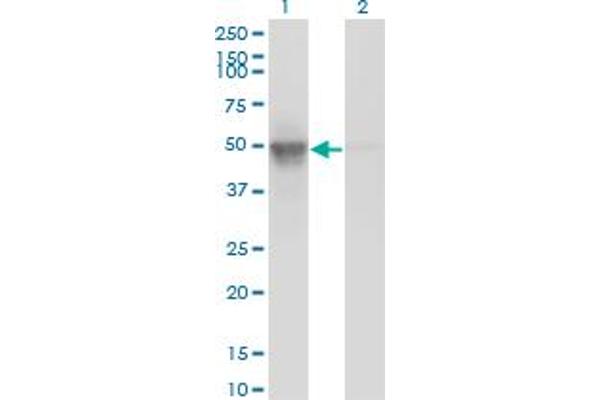 BAF53A antibody  (AA 1-80)