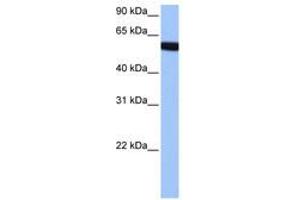 Image no. 1 for anti-Zinc Finger Protein 891 (ZNF891) (AA 282-331) antibody (ABIN6741092) (Zinc Finger Protein 891 (ZNF891) (AA 282-331) antibody)