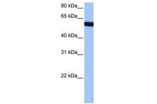 Zinc Finger Protein 891 (ZNF891) (AA 282-331) anticorps