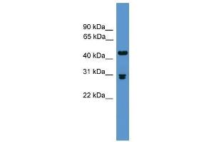 Pdyn antibody used at 0.