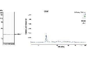 Western Blotting (WB) image for anti-CD247 Molecule (CD247) (C-Term) antibody (ABIN7455240)