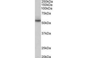 Image no. 1 for anti-MARE (C16orf35) (AA 29-42) antibody (ABIN1103324)