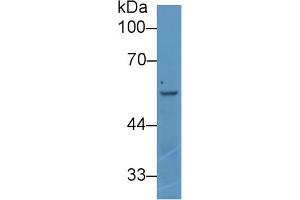 Western blot analysis of Human K562 cell lysate, using Rat ANGPT2 Antibody (1 µg/ml) and HRP-conjugated Goat Anti-Rabbit antibody (