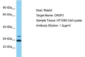 Host: Rabbit Target Name: OR5P3 Sample Type: HT1080 Whole Cell lysates Antibody Dilution: 1. (OR5P3 antibody  (C-Term))