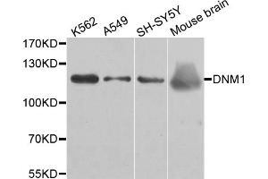Western blot analysis of extracts of various cell lines, using DNM1 antibody (ABIN5971502) at 1/500 dilution. (Dynamin 1 antibody)
