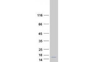 Validation with Western Blot (HES5 Protein (Myc-DYKDDDDK Tag))