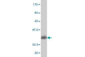 Western Blot detection against Immunogen (35. (CGRP antibody  (AA 52-141))