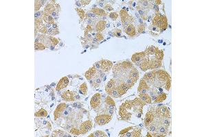 Immunohistochemistry of paraffin-embedded human stomach using PROK2 antibody (ABIN5975051) at dilution of 1/100 (40x lens). (PROK2 antibody)