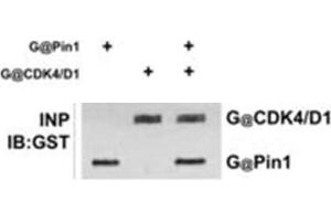 Immunoprecipitation of anti-GST antibody. (GST antibody)