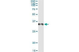 Western Blotting (WB) image for anti-CD27 Molecule (CD27) (AA 1-260) antibody (ABIN560236)