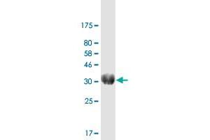 Western Blot detection against Immunogen (21 KDa) . (EPO antibody  (AA 28-193))