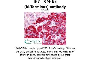 Image no. 1 for anti-Sphingosine Kinase 1 (SPHK1) (N-Term) antibody (ABIN1739611) (SPHK1 antibody  (N-Term))