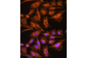 Immunofluorescence analysis of C6 cells using Apolipoprotein  Rabbit pAb (ABIN7265634) at dilution of 1:100. (APOA2 antibody  (AA 1-100))
