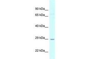 Image no. 1 for anti-Uridine-Cytidine Kinase 1 (UCK1) (AA 21-70) antibody (ABIN6747326) (UCK1 antibody  (AA 21-70))