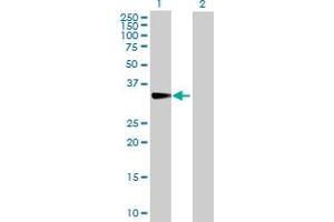 CISH antibody  (AA 1-258)