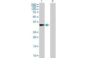 Western Blot analysis of CISH expression in transfected 293T cell line by CISH MaxPab polyclonal antibody.