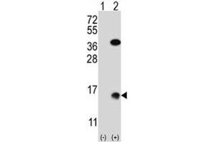 Western blot analysis of SUMO2 antibody and 293 cell lysate (2 ug/lane) either nontransfected (Lane 1) or transiently transfected (2) with the SUMO2 gene. (SUMO2 antibody  (AA 1-30))