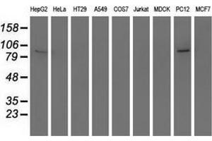 Western blot analysis of extracts (35 µg) from 9 different cell lines by using anti-RASD2 monoclonal antibody. (RASD2 antibody)