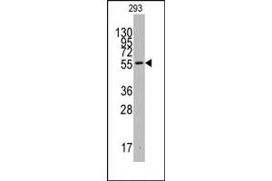 Image no. 1 for anti-Indoleamine 2,3-Dioxygenase 1 (IDO1) (C-Term) antibody (ABIN357869) (IDO1 antibody  (C-Term))