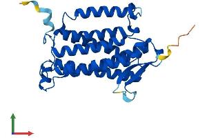 Protein Structure (PS) image for Alkaline Ceramidase 2 (ACER2) (AA 1-275) protein (His tag) (ABIN7559847)