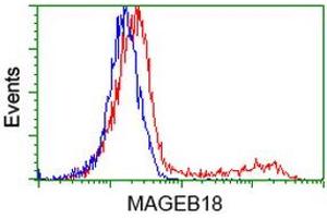 HEK293T cells transfected with either RC206329 overexpress plasmid (Red) or empty vector control plasmid (Blue) were immunostained by anti-MAGEB18 antibody (ABIN2454278), and then analyzed by flow cytometry. (MAGEB18 antibody)
