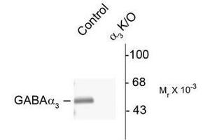 Image no. 1 for anti-gamma-aminobutyric Acid (GABA) A Receptor, alpha 3 (GABRA3) (N-Term) antibody (ABIN372630) (GABRA3 antibody  (N-Term))