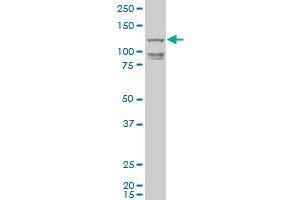 HEL308 antibody  (AA 275-337)