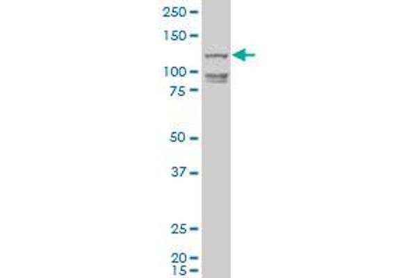 HEL308 antibody  (AA 275-337)