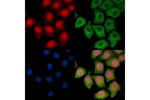ABIN7095538 and ABIN7099595 staining HepG2 cells by IF/ICC. (SRA1 antibody)