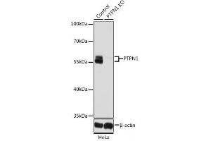 Western blot analysis of extracts from normal (control) and PTPN1 knockout (KO) HeLa cells using PTPN1 Polyclonal Antibody at dilution of 1:1000. (PTPN1 antibody)