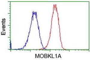 Flow Cytometry (FACS) image for anti-MOB Kinase Activator 1B (MOB1B) antibody (ABIN1499533) (MOBKL1A antibody)