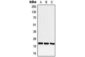 Western blot analysis of CREG1 expression in HEK293T (A), Raw264. (CREG1 antibody  (C-Term))