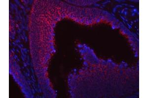 IF analysis of SUMF2 using anti-SUMF2 antibody (ABIN7600954). (SUMF2 antibody  (AA 26-301))