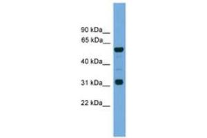 GJa10 antibody  (N-Term)