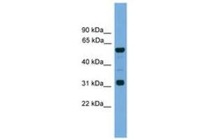 Image no. 1 for anti-Gap Junction Protein, alpha 10, 62kDa (GJa10) (N-Term) antibody (ABIN6744732) (GJa10 antibody  (N-Term))