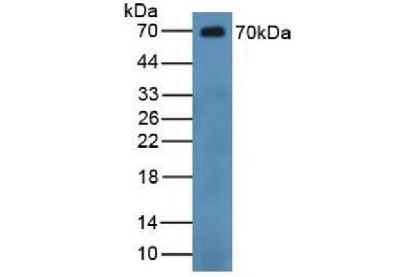 CHGB 抗体  (AA 496-669)