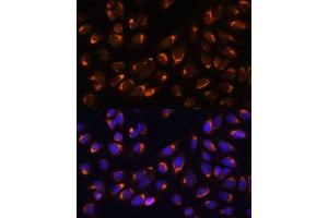 Immunofluorescence analysis of U-2 OS cells using NUCB1 Polyclonal Antibody (ABIN1681132, ABIN3018387, ABIN3018388 and ABIN6220455) at dilution of 1:100 (40x lens).