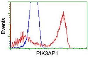 HEK293T cells transfected with either RC214125 overexpress plasmid (Red) or empty vector control plasmid (Blue) were immunostained by anti-PIK3AP1 antibody (ABIN2453460), and then analyzed by flow cytometry. (PIK3AP1 antibody)
