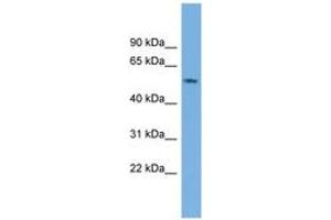 Image no. 1 for anti-Growth Arrest-Specific 8 (GAS8) (AA 143-192) antibody (ABIN6743465) (GAS8 antibody  (AA 143-192))