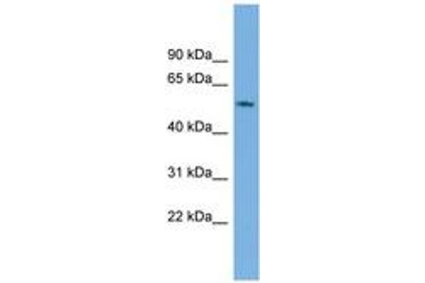 GAS8 antibody  (AA 143-192)