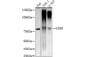 Western blot analysis of extracts of various cell lines, using CD68 antibody (ABIN7266211) at 1:1000 dilution. (CD68 antibody)
