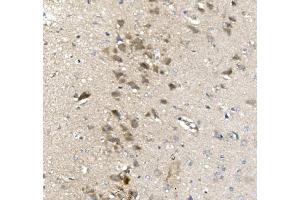 IHC analysis of PVRL1/NECTIN1 using anti-PVRL1/NECTIN1 antibody (ABIN7601298).