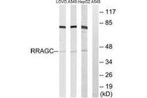 Western blot analysis of extracts from HepG2/A549/LOVO cells, using RRAGC Antibody. (GTR2 antibody  (AA 302-351))