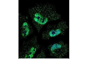 Confocal immunofluorescent analysis of ELAVL1 Antibody (ABIN659118 and ABIN2843759) with NCI- cell followed by Alexa Fluor® 488-conjugated goat anti-mouse lgG (green). (ELAVL1 antibody)