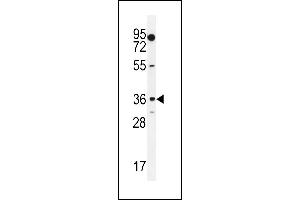 MOGT1 Antibody (C-term) (ABIN655264 and ABIN2844857) western blot analysis in K562 cell line lysates (35 μg/lane). (MOGAT1 antibody  (C-Term))