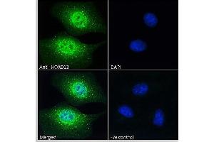 ABIN570834 Immunofluorescence analysis of paraformaldehyde fixed HEK293 cells, permeabilized with 0. (Homeobox D13 antibody  (Internal Region))