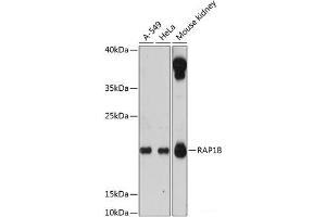Western blot analysis of extracts of various cell lines using RAP1B Polyclonal Antibody at dilution of 1:3000.